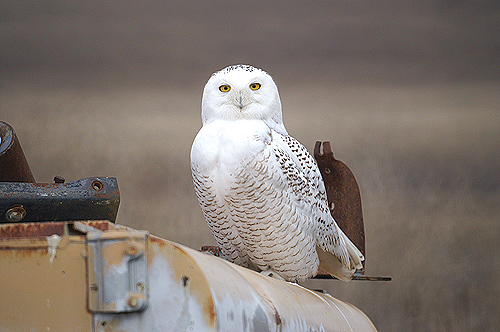 snowy owl