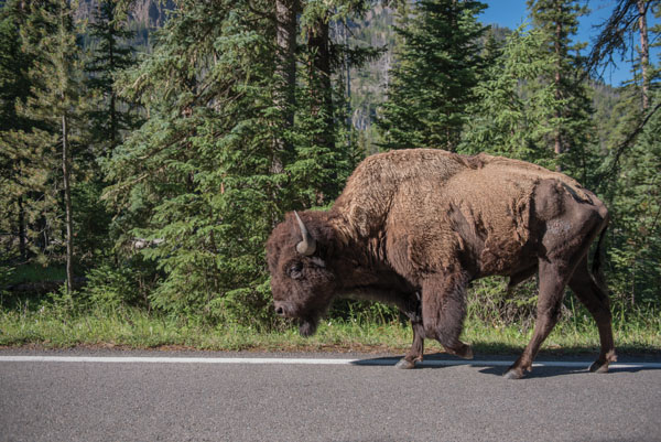 Yellowstone National Park