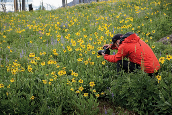 wildflowers