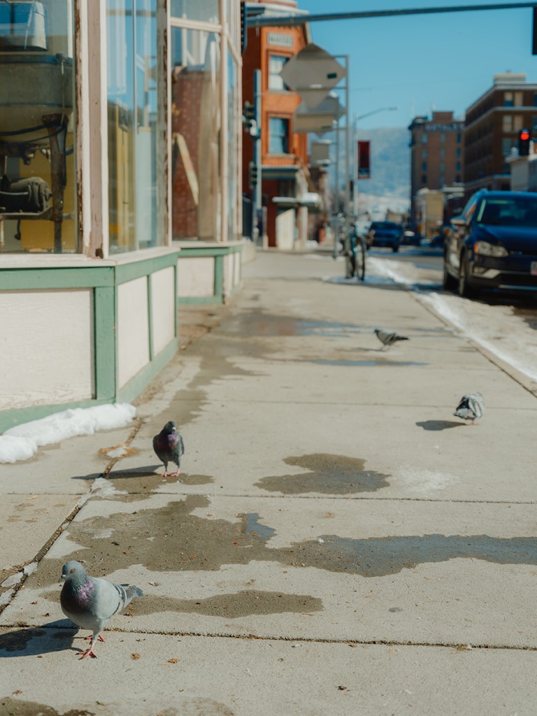 Pigeons