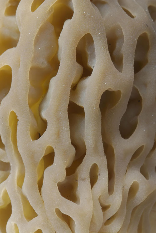 Morchella frustrata closeup