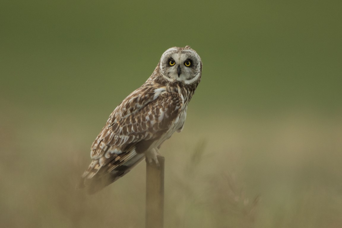 Short Eared owl