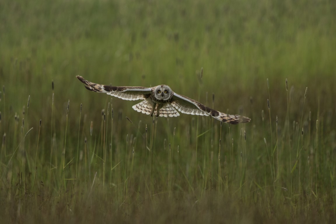 Short Eared owl 2