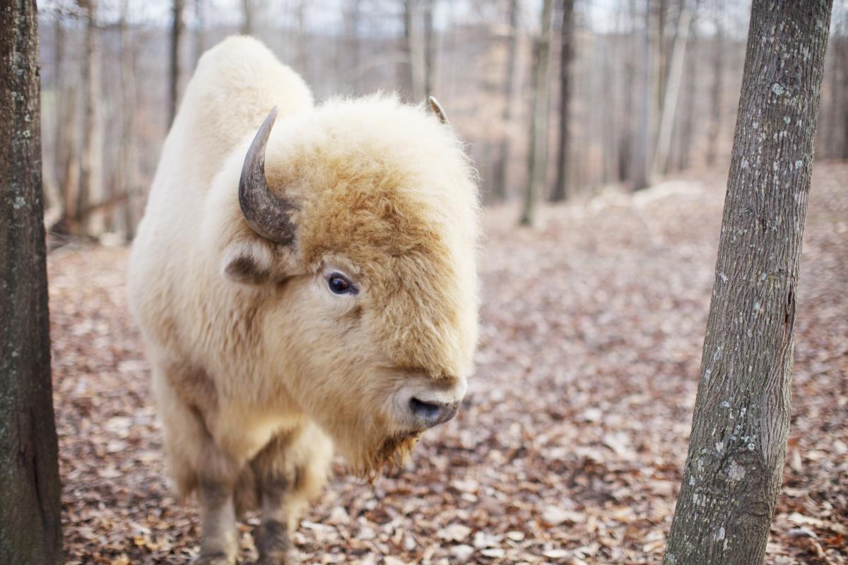 White Buffalo