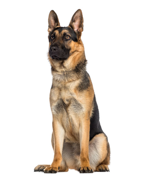 German Shepherd