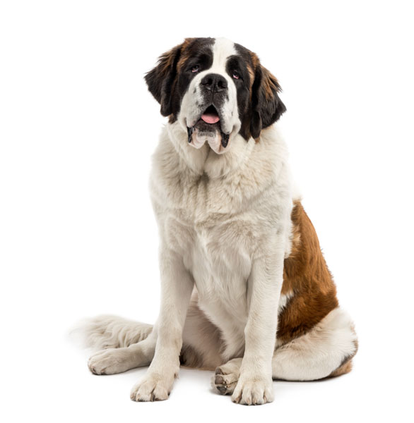  Saint Bernard