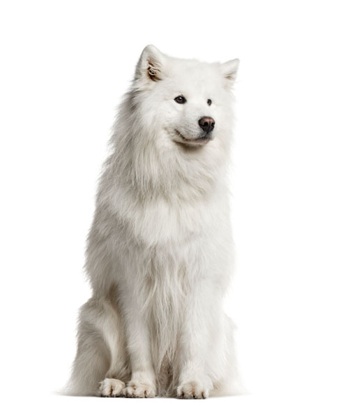 Samoyed