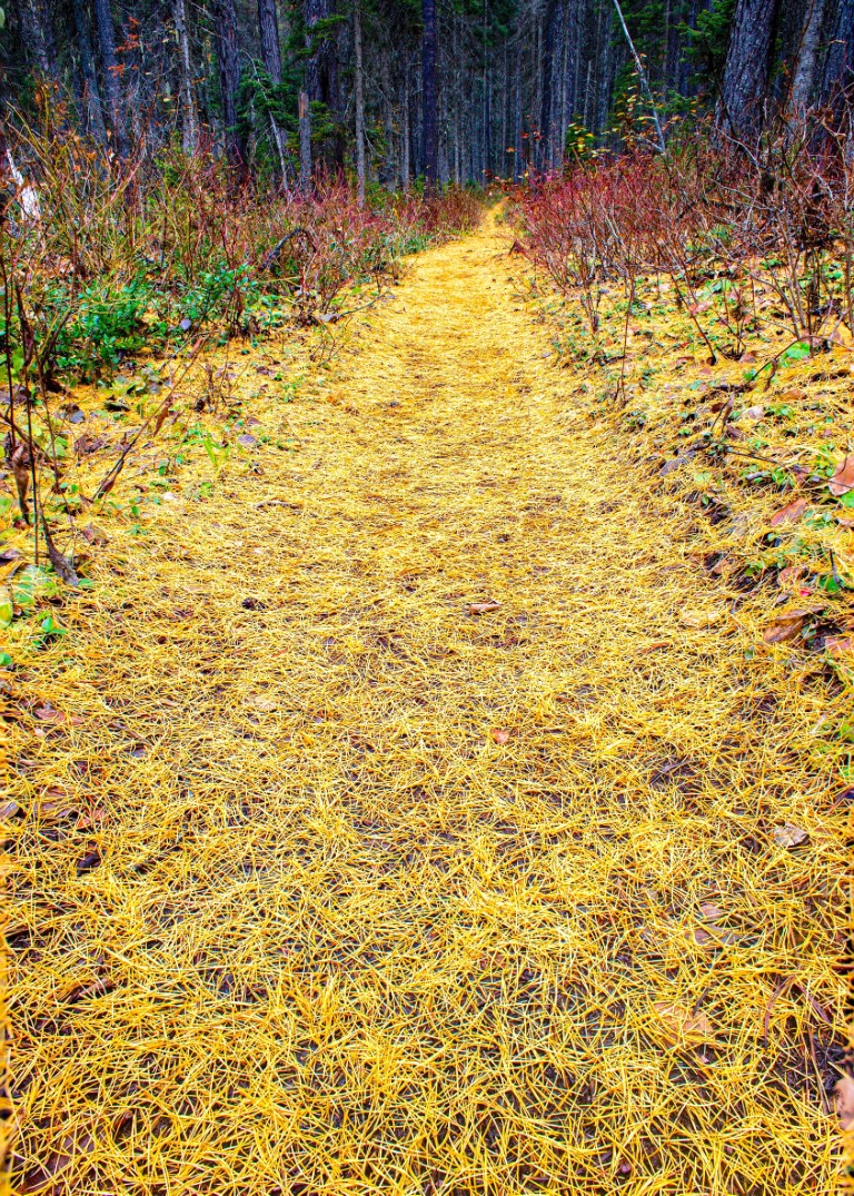 Needles on the trail