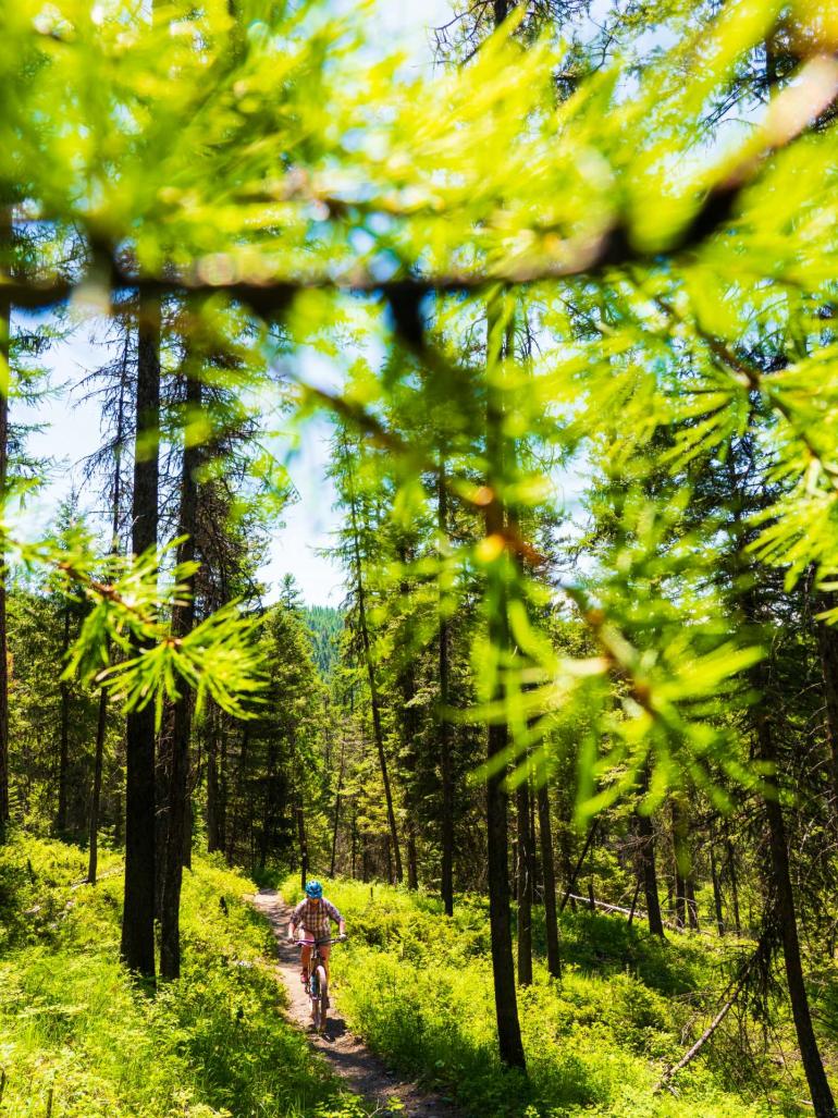 Reid Divide Trail