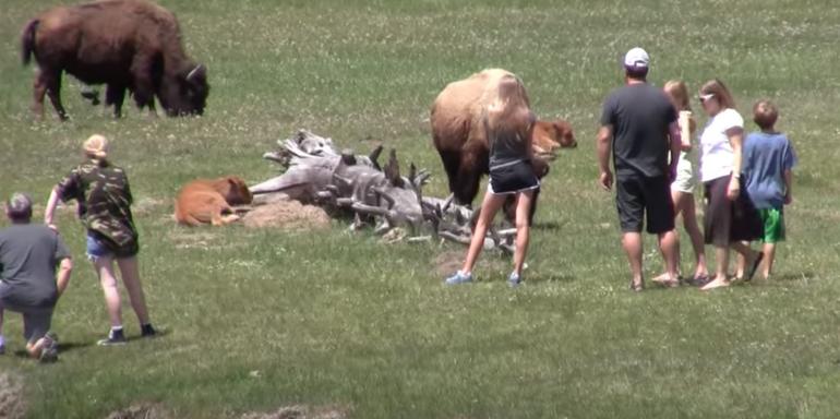 People approaching bison