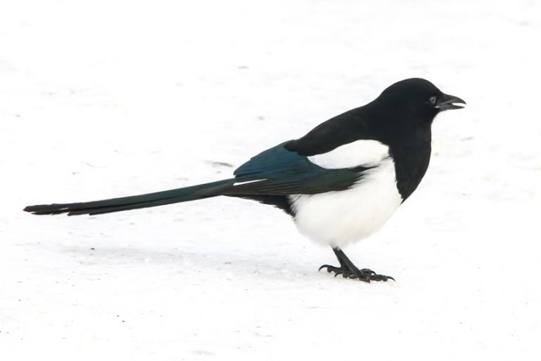 Magpie  Blackwood