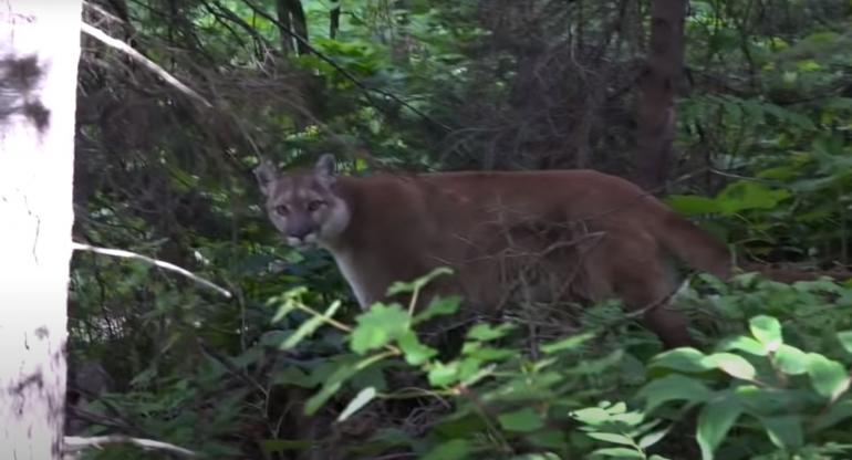 Trevor Rasmussen and Mountain Lion at Glacier National Park