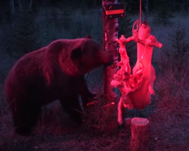 Bear vs electric deer