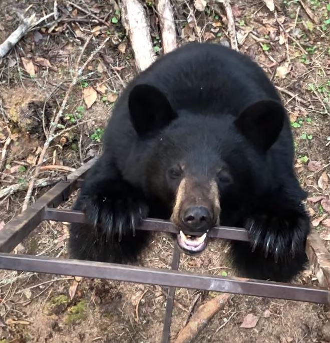 Bear Biting Ladder