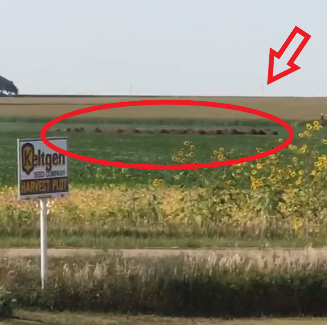  Bison in field