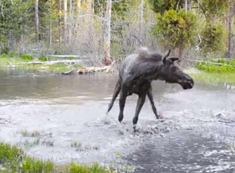 Playful Moose Splashing in Water