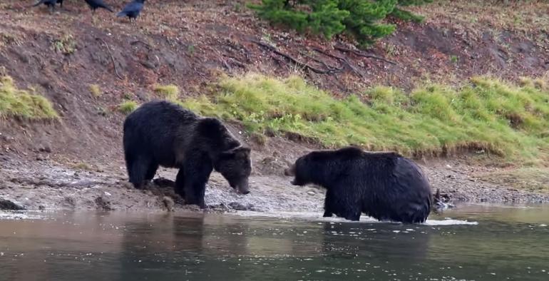 Bears about to battle over elk