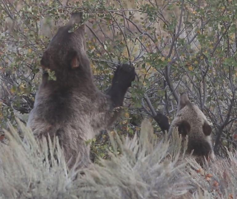 Griz 399 and cub eating berries