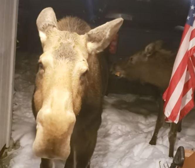 Pumpkin eatin' moose