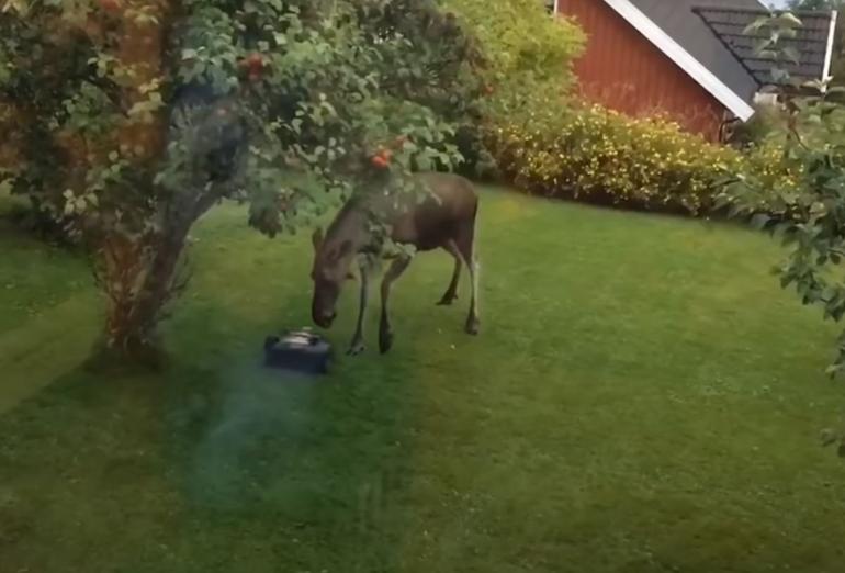 Moose vs lawnmower