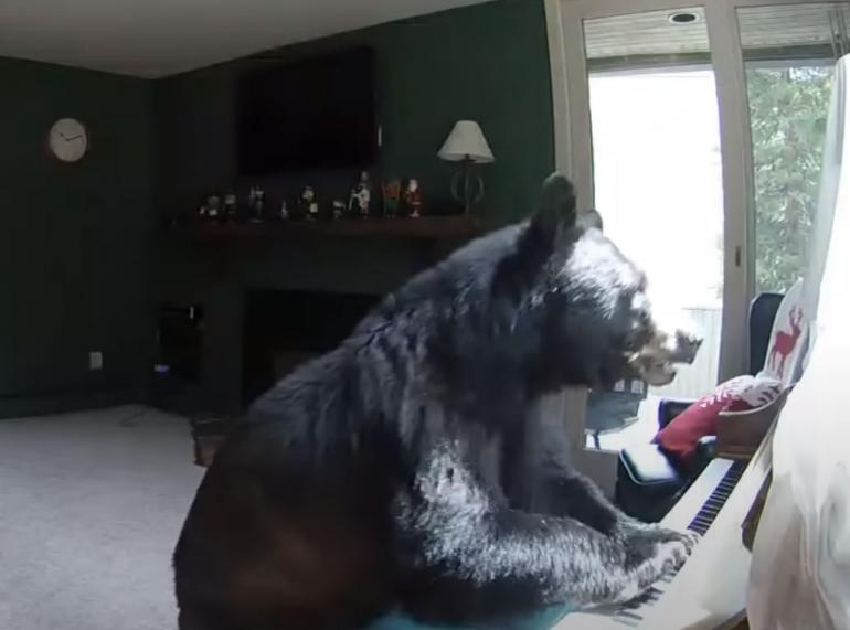 Bear "playing" piano