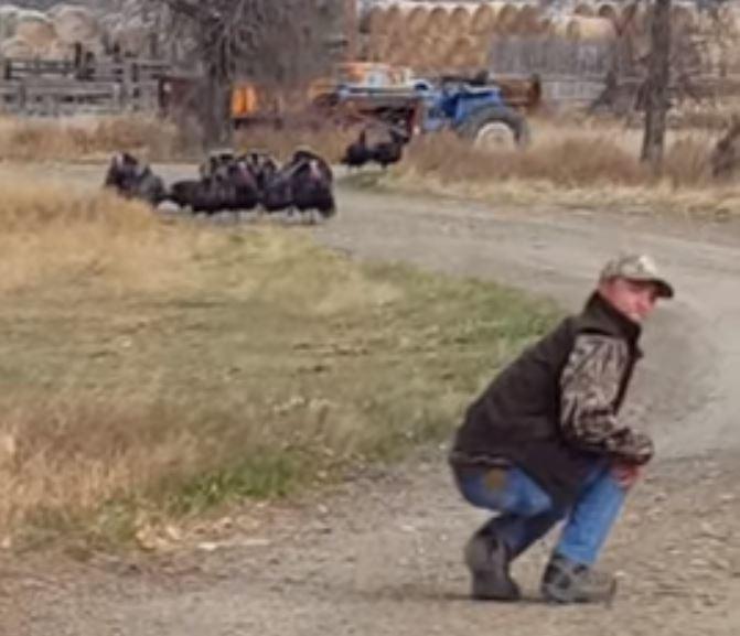 Man luring turkeys with call