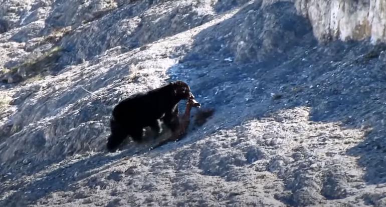 Grizzly eating unborn elk calf