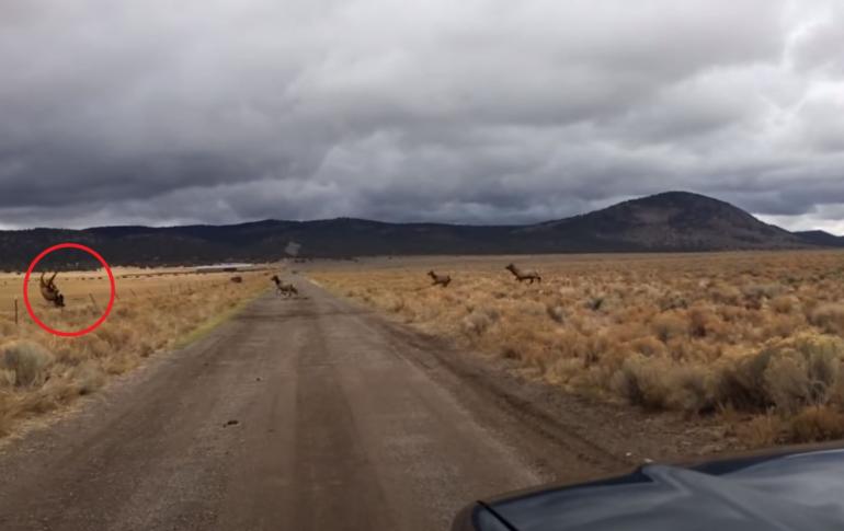 Elk with broken neck