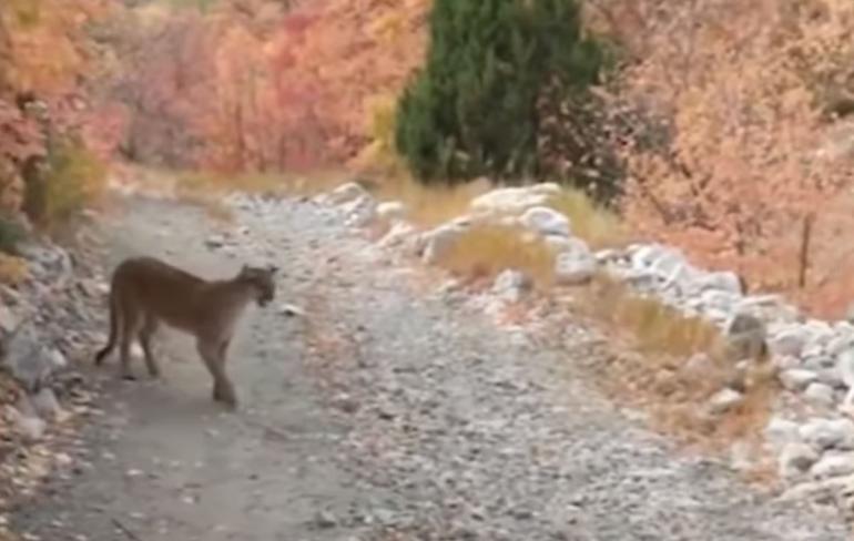 Cougar on hiking trail