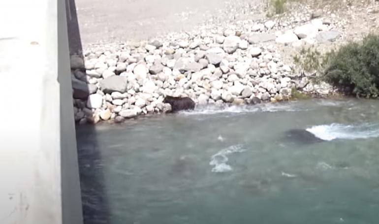 Grizzly, wolf, & elk calf