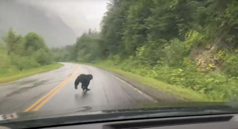 Bear crosses road