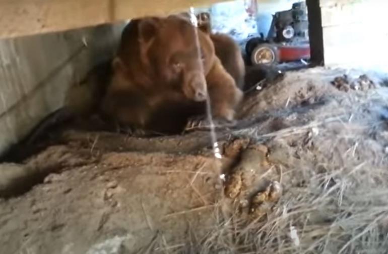 Brown bear under deck