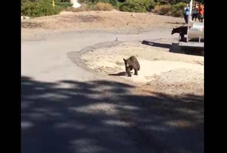 Bear release gone wrong