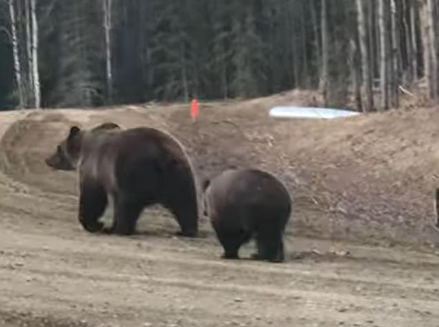 Bear walking away from truck