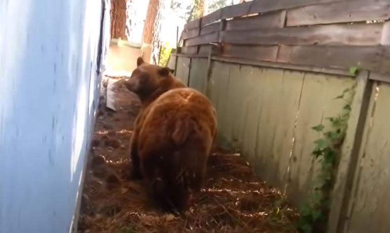 Bear under deck