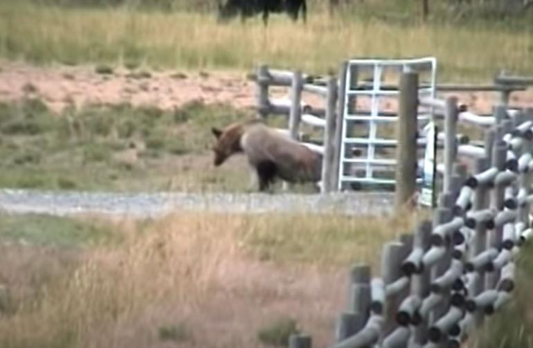 Bear vs cows