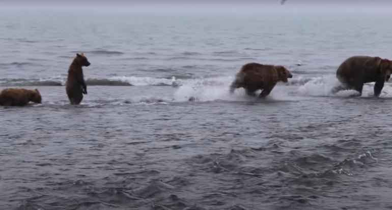 Mama bear defends cubs