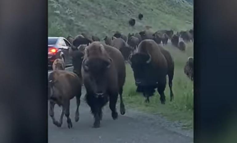 Bison vs cars