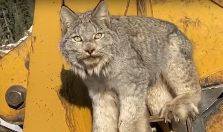 Bobcat Alberta