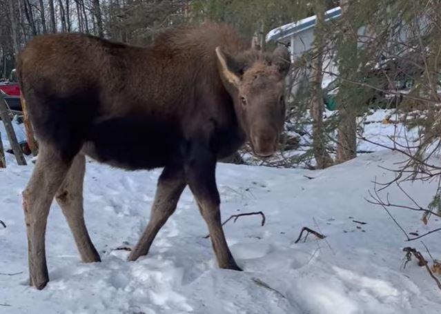 Puppyish moose