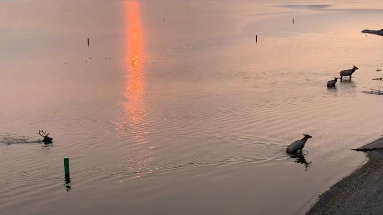 Elk swimming in Yellowstone