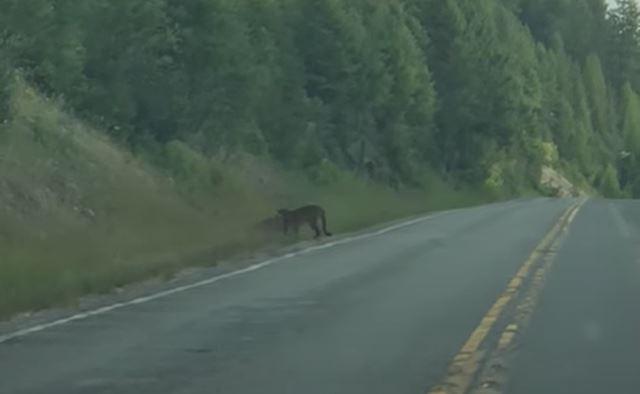 Mountain lions fighting