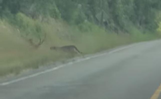 Mountain lions fighting