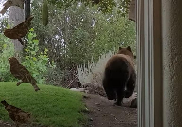 Bear and bird feeder