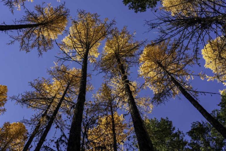 Tamarack Sky