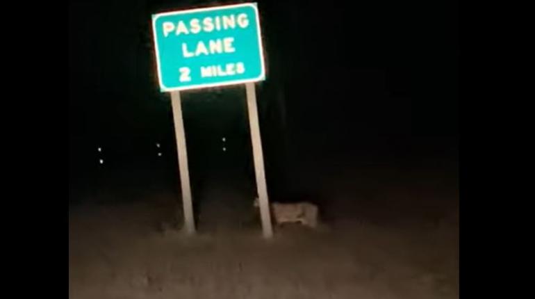 Mountain lion and dead deer