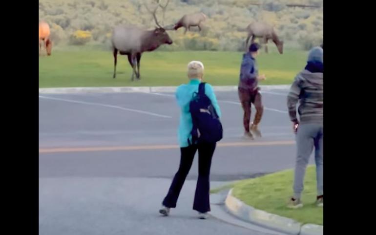 Elk vs man