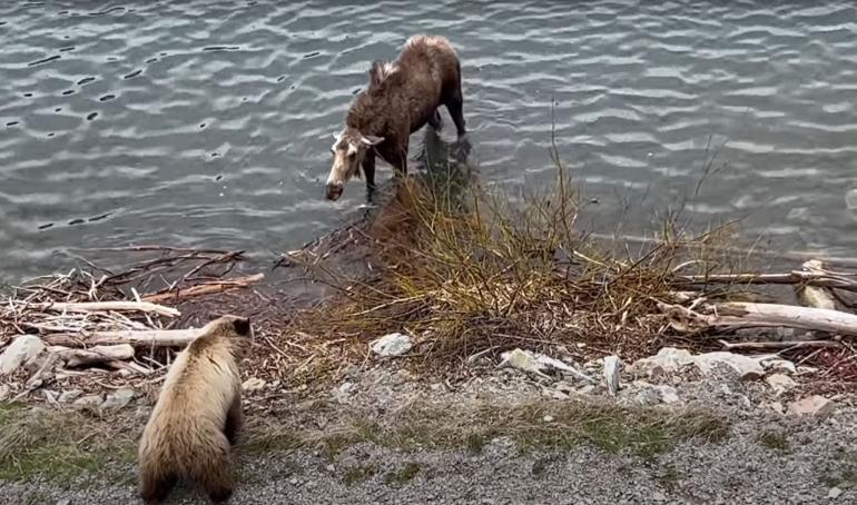 Bear/moose showdown