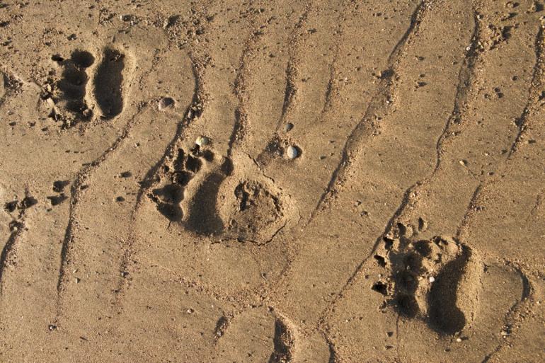 Grizzly bear tracks