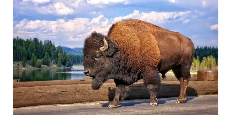 Bison in Yellowstone National Park